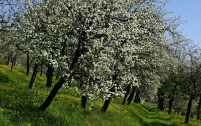 Apfel, Birne, Quitte: Tag der Streuobstwiesen
