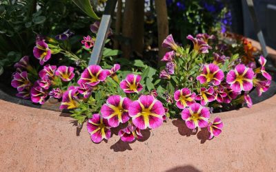 MorgenINNPULS – Schon gewusst?