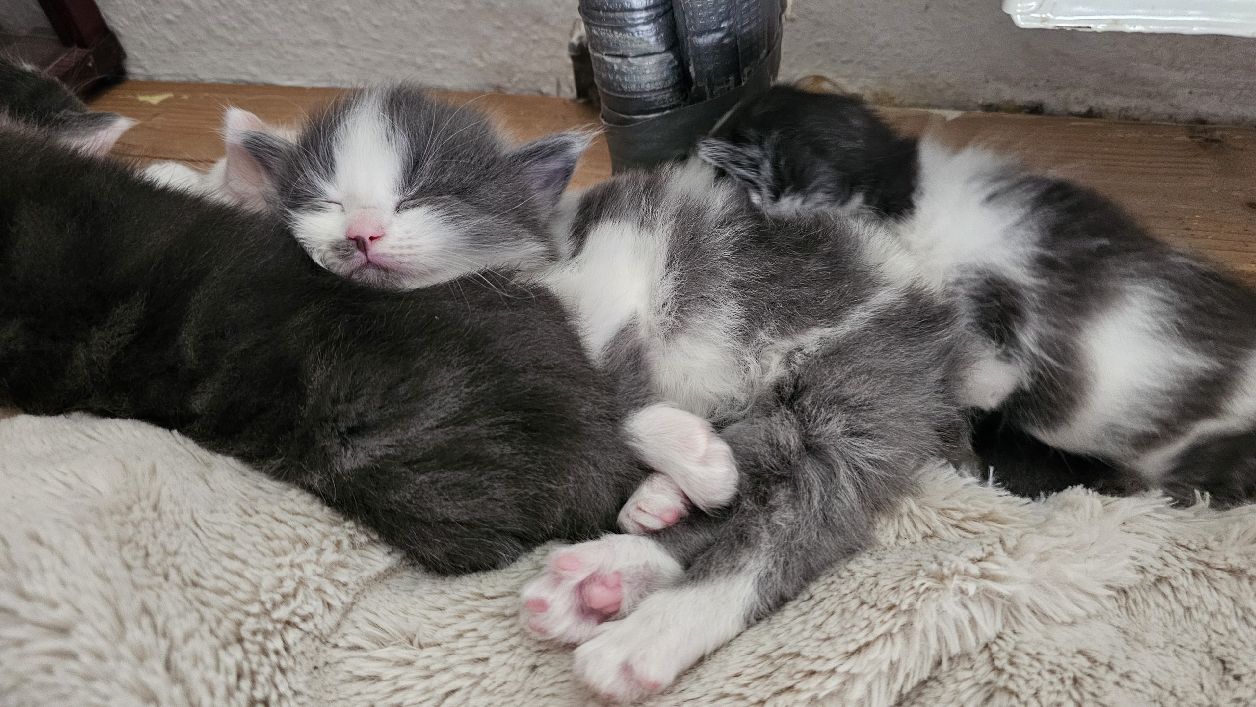 Katze Kleine Katzen schlafend