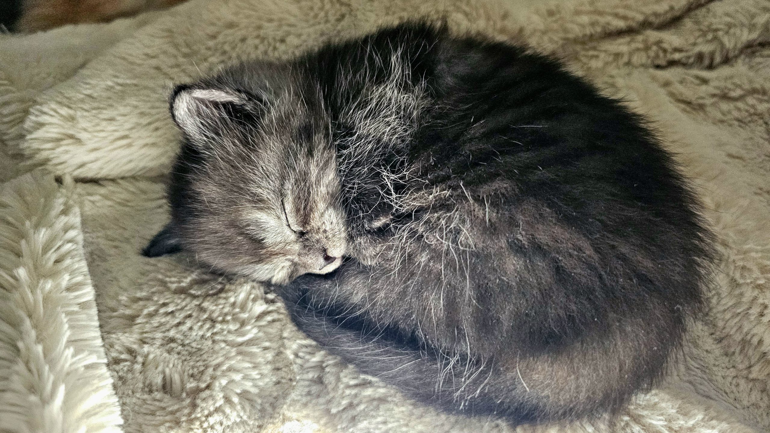 Katze Kleine Graue Katze