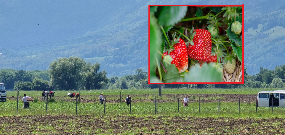 Die Erdbeerernte läuft in Rosenheim auf Hochtouren