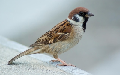„Stunde der Gartenvögel“: So wenig Vögel gezählt wie nie seit Beginn der Aktion