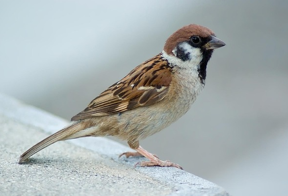 „Stunde der Gartenvögel“: So wenig Vögel gezählt wie nie seit Beginn der Aktion