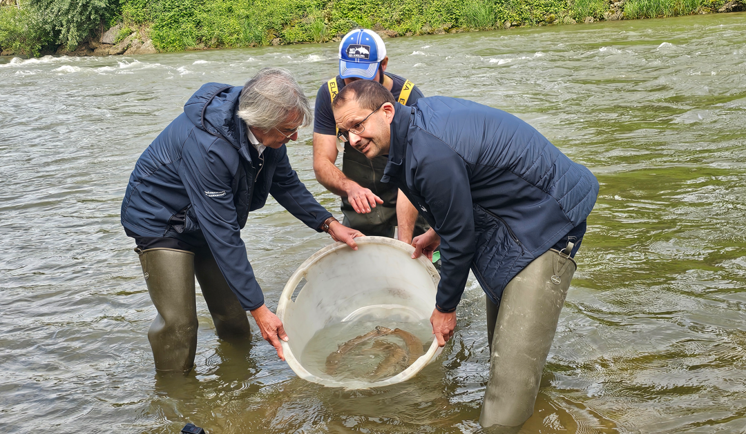 Zum Landesfischereitag 2025 in Rosenheim: Junghuchen in Mangfall freigelassen