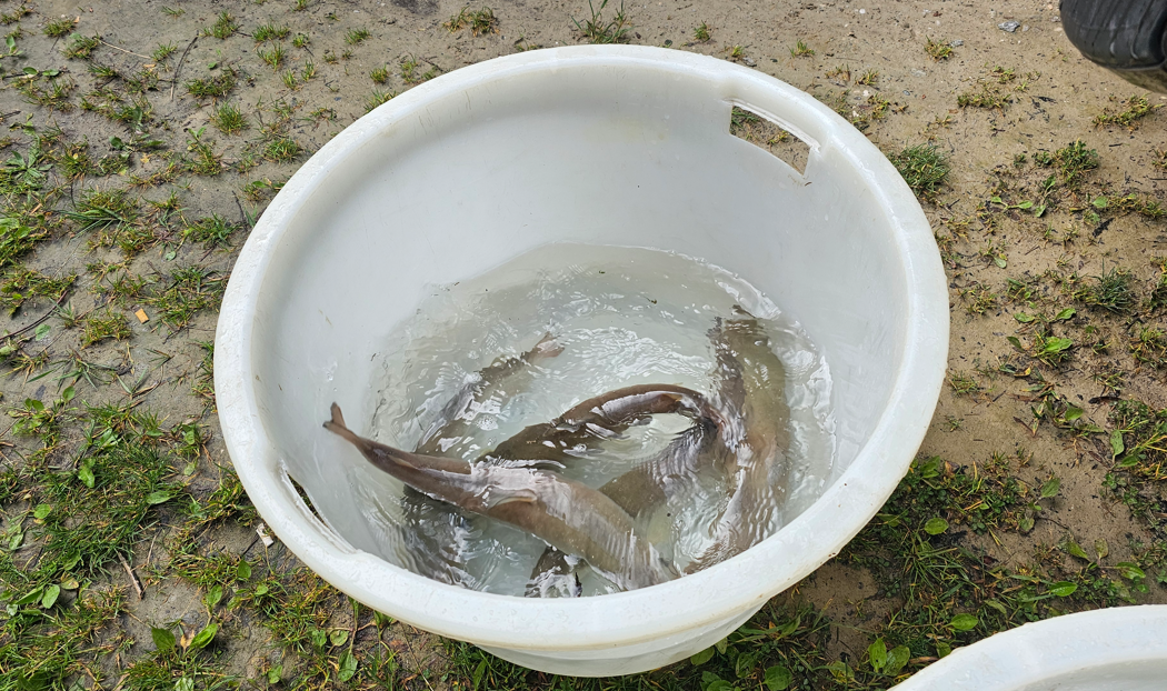 Huchenbesatz anlässlich des Bayerischen Landesfischereitag in der Mangfall in Rosenheim. Fotos: Innpuls.me