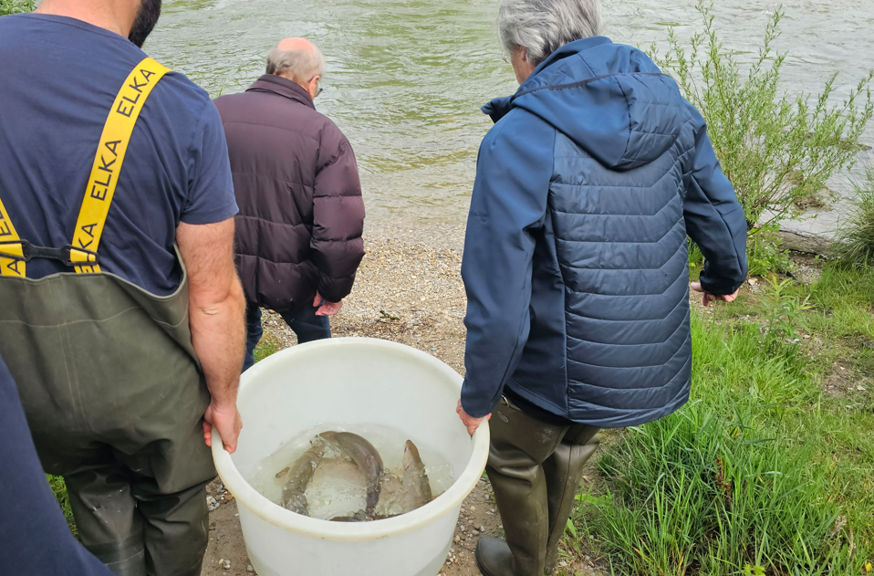 Huchenbesatz anlässlich des Bayerischen Landesfischereitag in der Mangfall in Rosenheim. Fotos: Innpuls.me