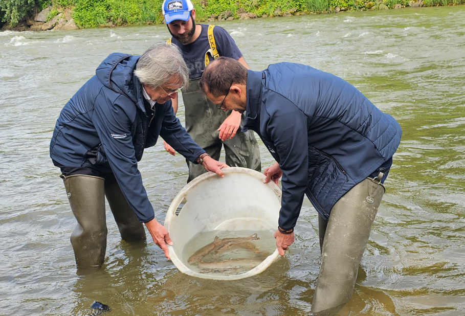 Huchenbesatz anlässlich des Bayerischen Landesfischereitag in der Mangfall in Rosenheim. Fotos: Innpuls.me