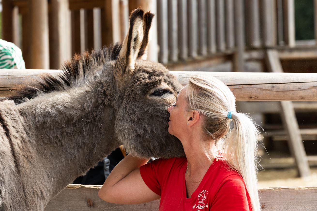 Foto 5 – (c) Gut Aiderbichl Henndorf_ Die Tiere dürfen sich bald wieder über Streicheleinheiten freuen Die Tiere, hier ein Esel, dürfen sich auf Gut Aiderbichl Henndorf, auch bald wieder über die Streicheleinheiten der Besucher freuen. Foto: Copyright Gut Aiderbichl