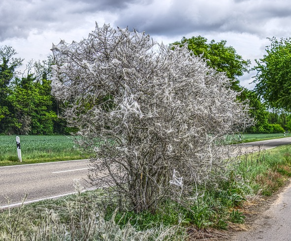Gespinstmotten Gespinstmotten an einem Gehölz am Wegesrand. Foto: re