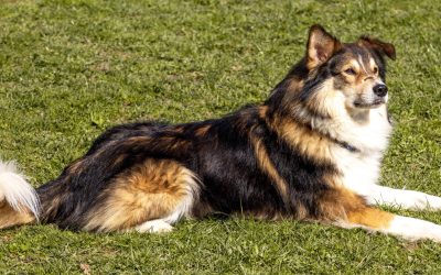 Tiere suchen ein Zuhause: Jackie sucht sein Glück