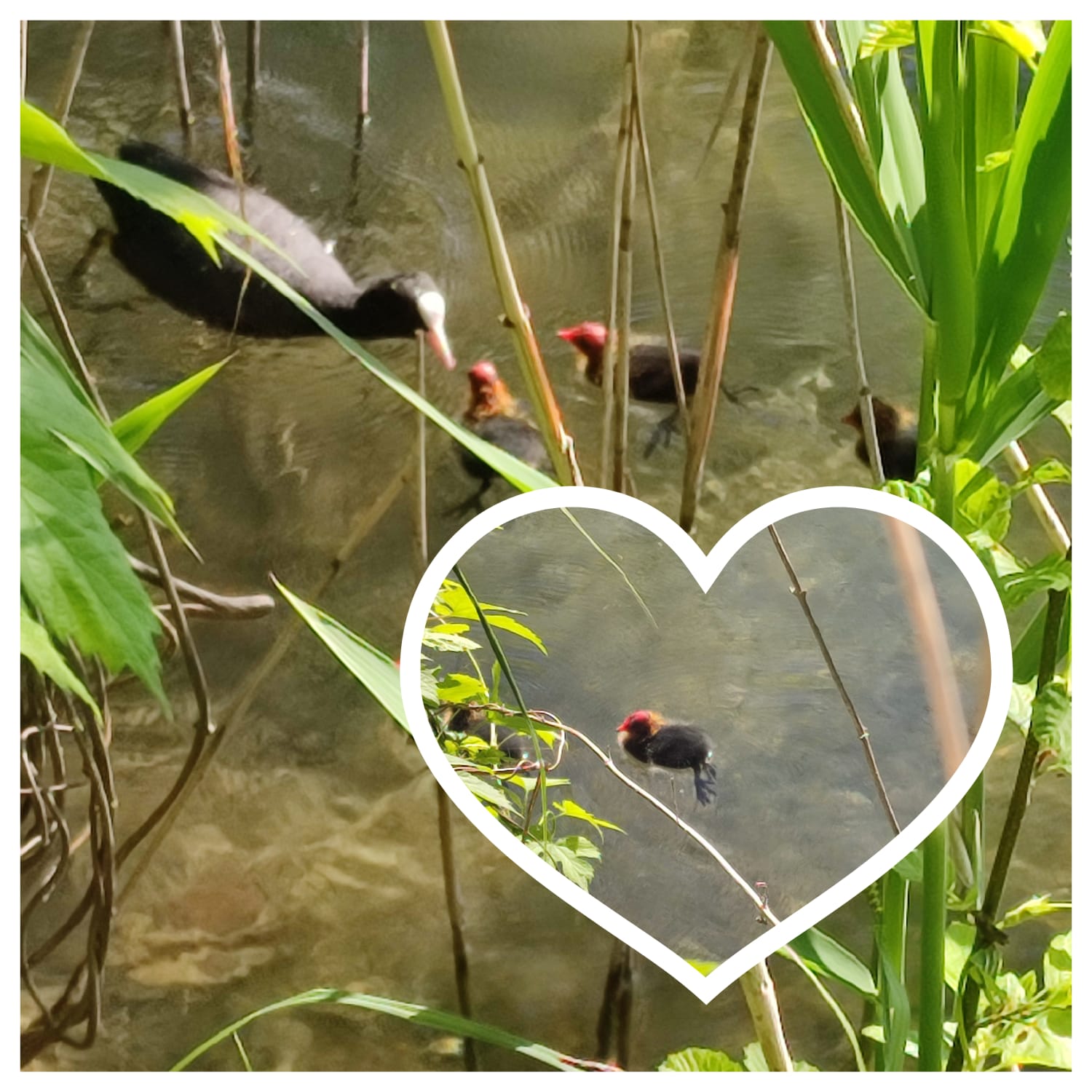 IMG-20250514-WA0001 Nachwuchs bei den Blässhühnern am Happinger See. Foto: Gisela Schreiner