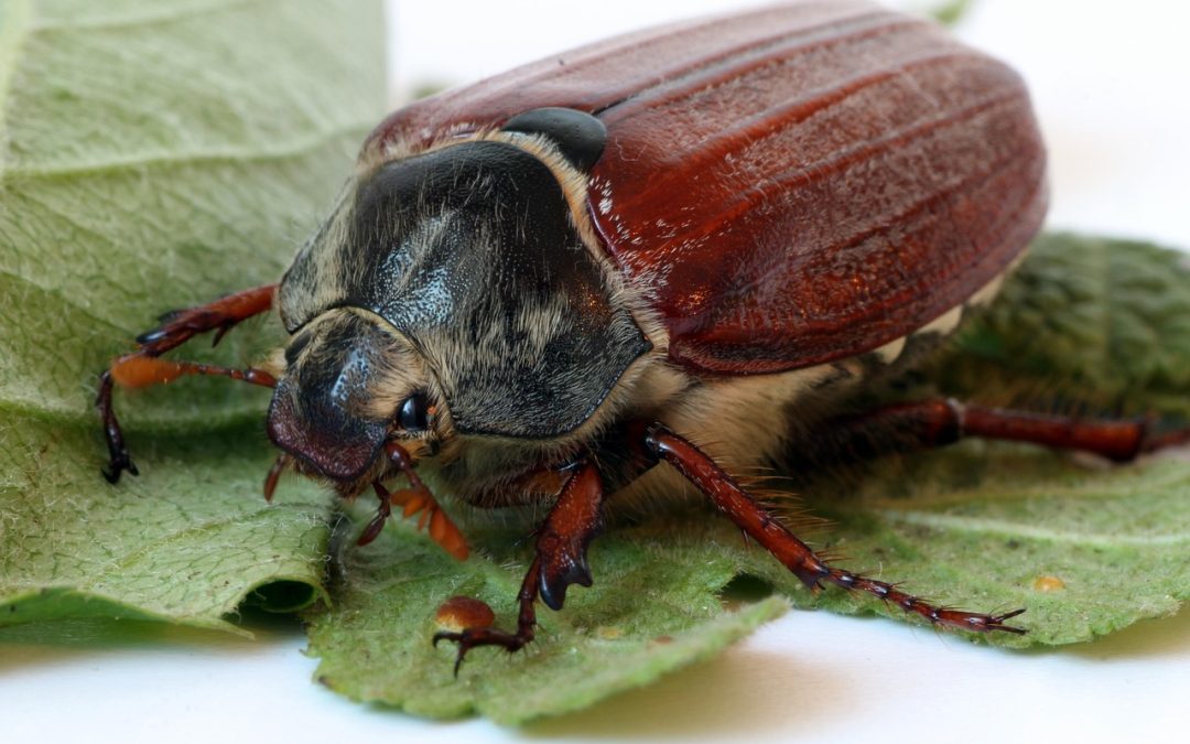 10 spannende Fakten über Maikäfer