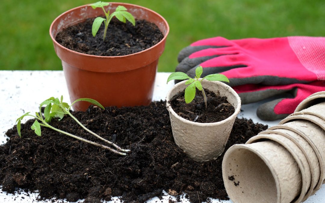 Balkon bepflanzen: Welche Pflanzen sind geeignet?