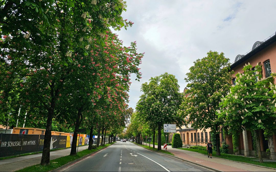 Kastanienblüte in Rosenheim
