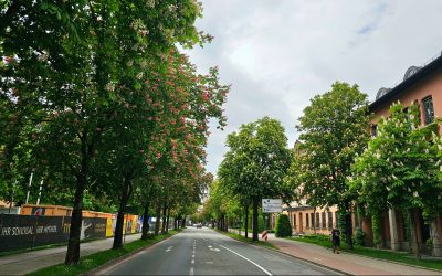 Kastanienblüte in Rosenheim