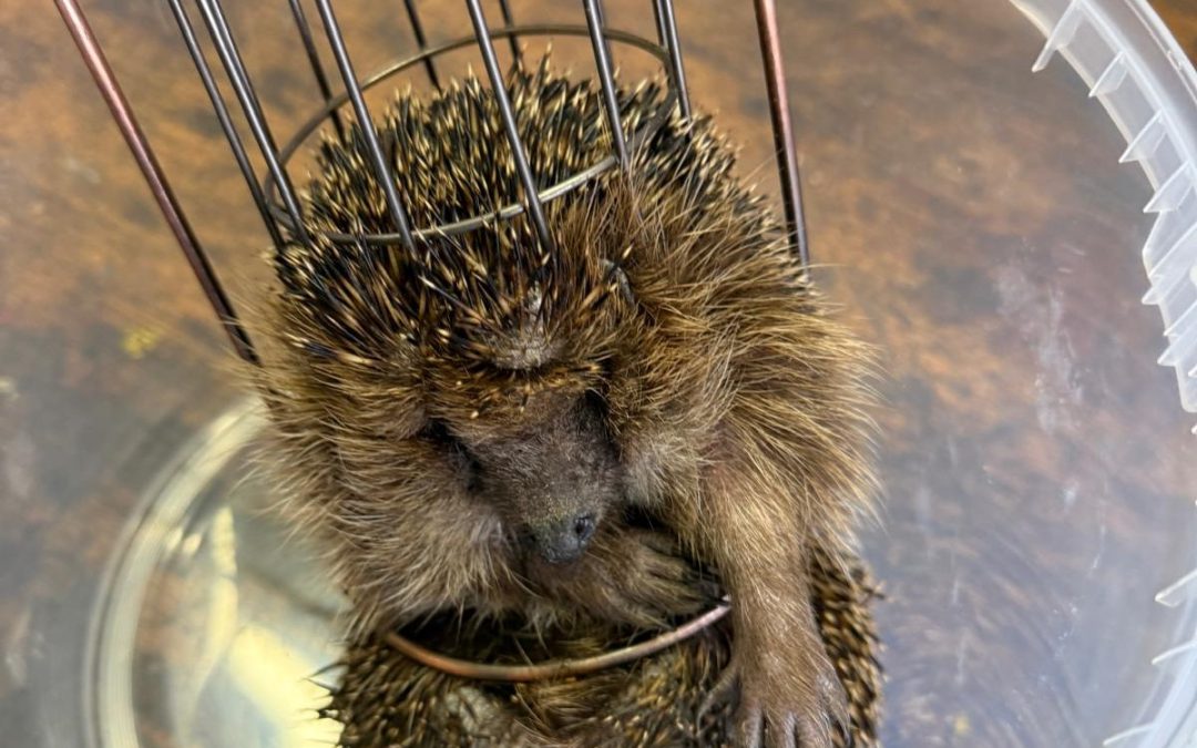 Feuerwehr Bad Aibling rettet Igel in Not