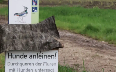 Starkregenfälle stärken Kiebitze im Willinger Moos