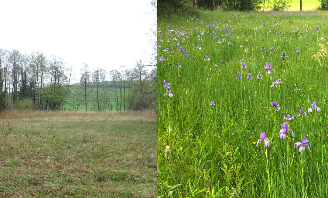 Landschaftspflege im Landkreis Rosenheim ist gefährdet