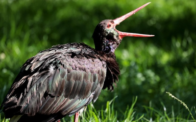 Schwarzstorch: Bestandsaufnahme im Naturpark Frankenwald