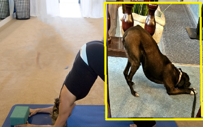 Yoga-Übung „Herabschauender Hund“ – bei Mensch und Hund