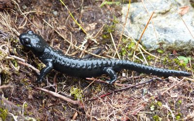 Auf der Suche nach einem Bergbewohner: Wer sichtet den Alpensalamander?