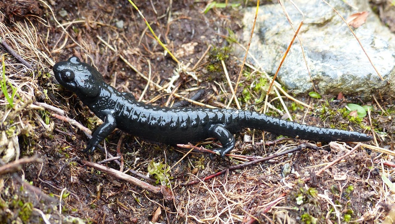 Alpensalamander Alpensalamander