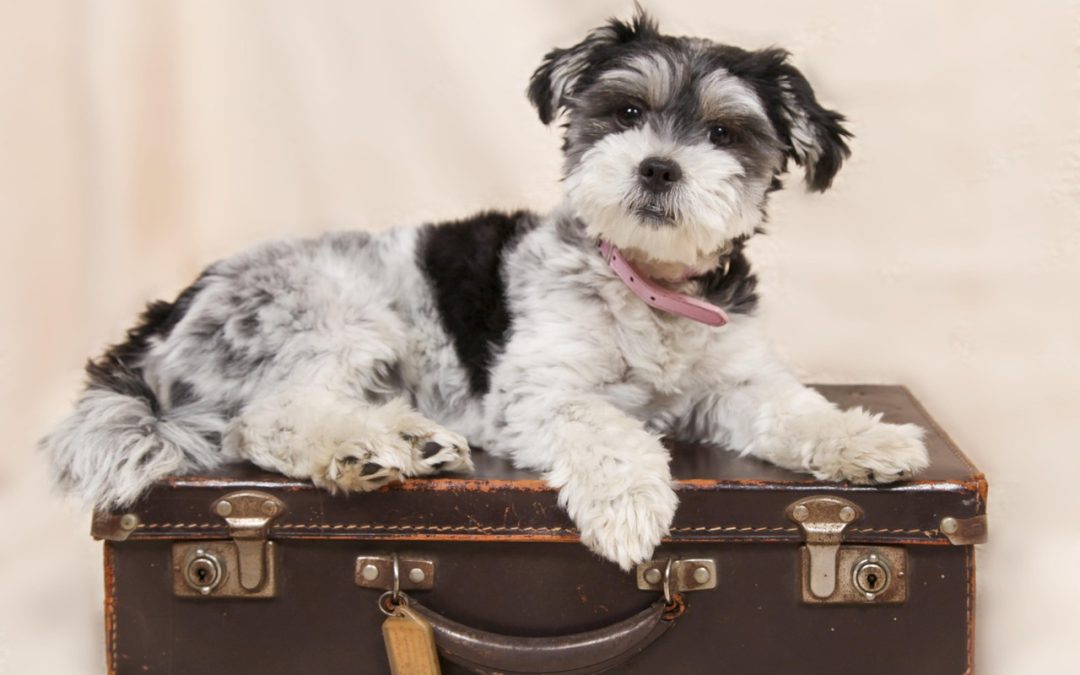 Urlaubsplanung mit Haustier