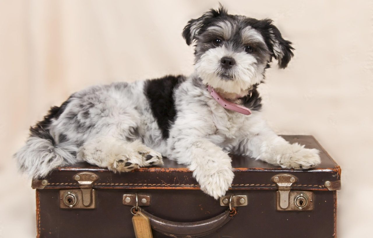 Hund Urlaub Hund sitzt auf Koffer