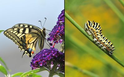 Von der Raupe zum Schmetterling: Begleitung auf dem Weg in die Natur