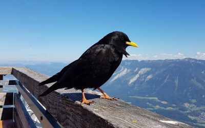 Hoch hinaus für den Vogelschutz