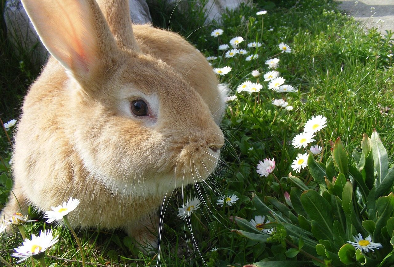 Kaninchen Kaninchen im Garten