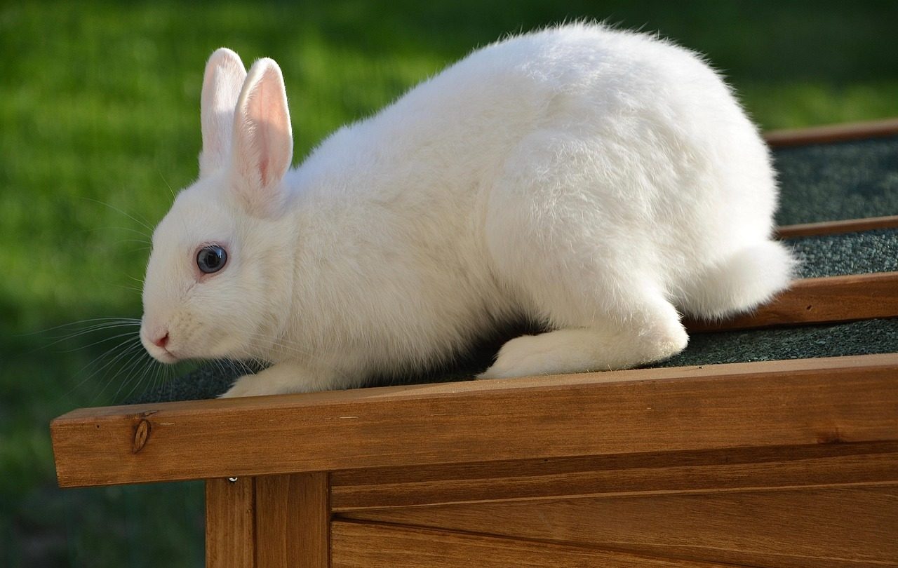 Hase Weißer Hase auf stall sitzend