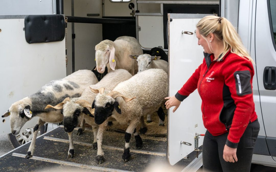 Entwarnung nach Maul- und Klauenseuche: 180 Paarhufer kehren auf Gut Aiderbichl Henndorf zurück