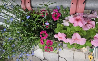 MorgenINNPULS – Schon gewusst?