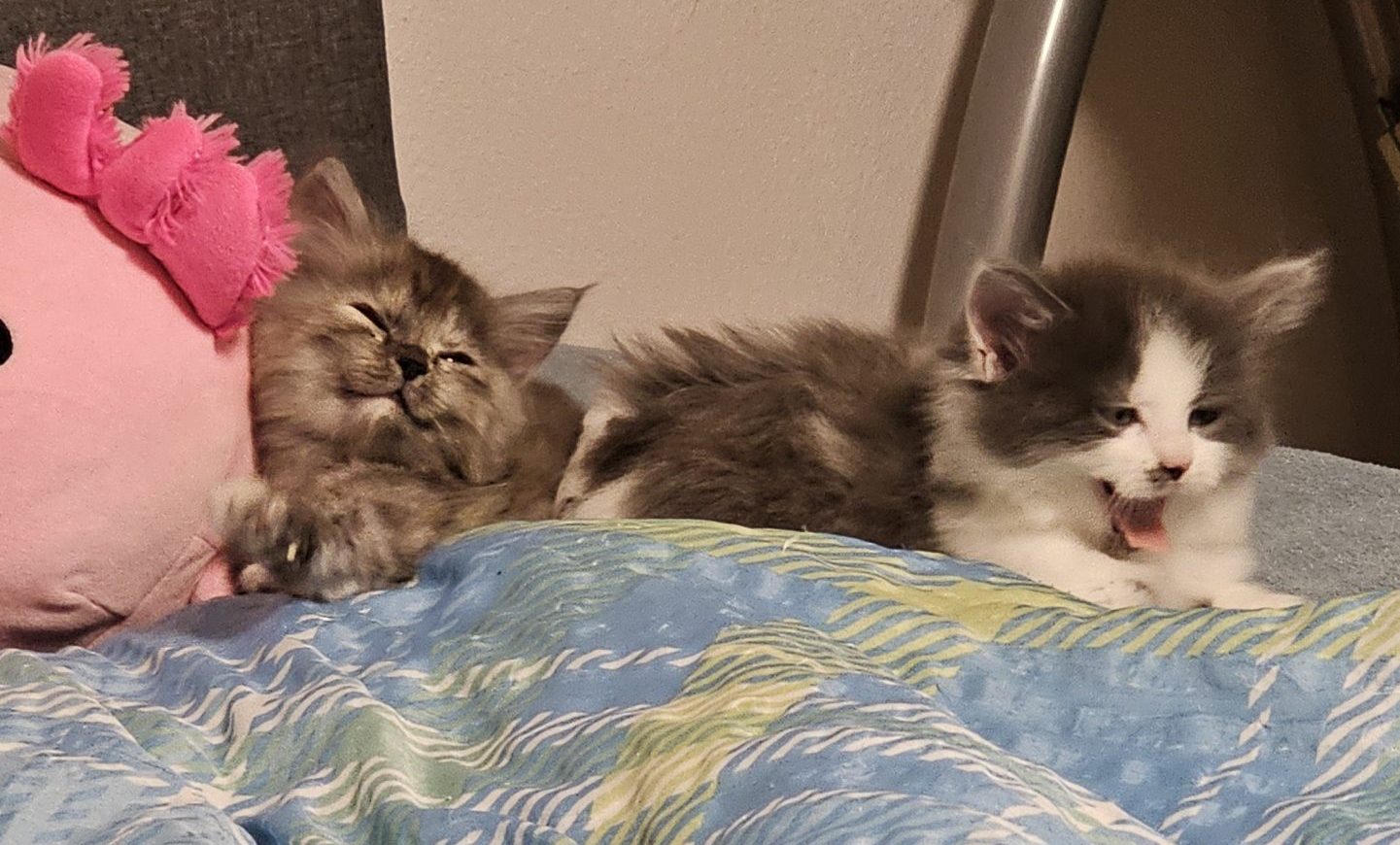 Katze Zwei Kätzchen