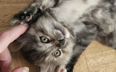 Tabuzonen beim Katze-Kraulen: Wie Katzenhalter die Körpersprache richtig interpretieren