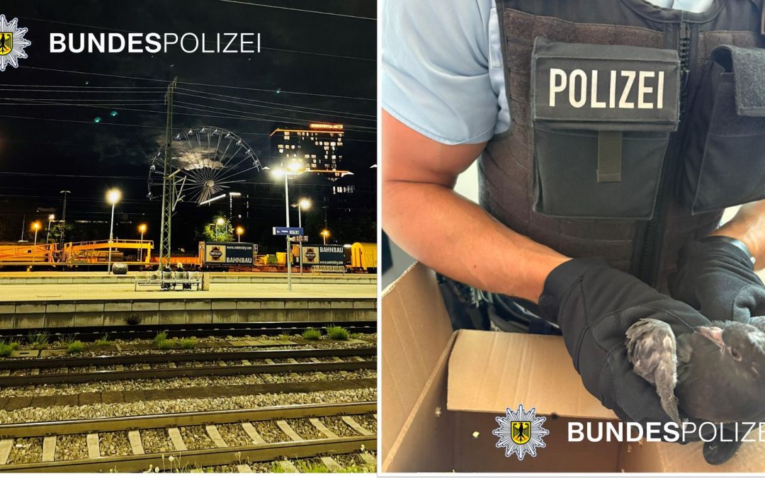 Taubenrettung am Münchner Ostbahnhof – Leider ohne Happy End