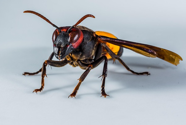 Gefahr am Flugloch: Asiatische Hornisse in Anflug auf Oberbayern