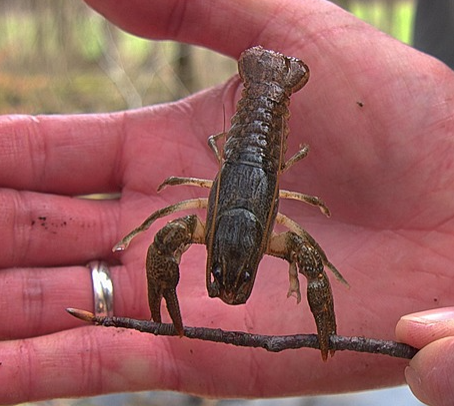 Wiederansiedlung von bedrohten Flusskrebsen