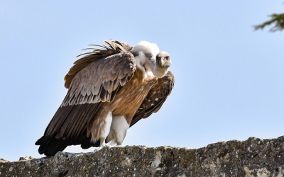 Seltener Gänsegeier stirbt an Bleivergiftung
