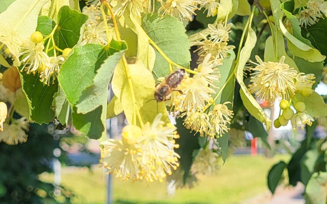 Lindenblüte im Lindenweg in der Kastenau