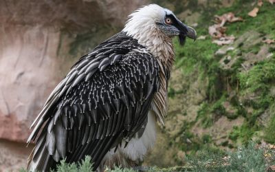 Fünf Jahre Bartgeier-Wiederansiedlung im Nationalpark Berchtesgaden