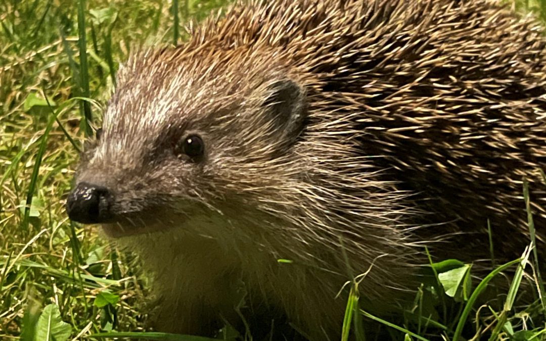 Lebensräume schwinden: Schutzmaßnahmen für den Igel