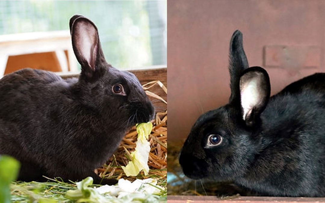 Tiere suchen ein Zuhause: Marble und Maple zwei Kaninchen wünschen sich ein Heim
