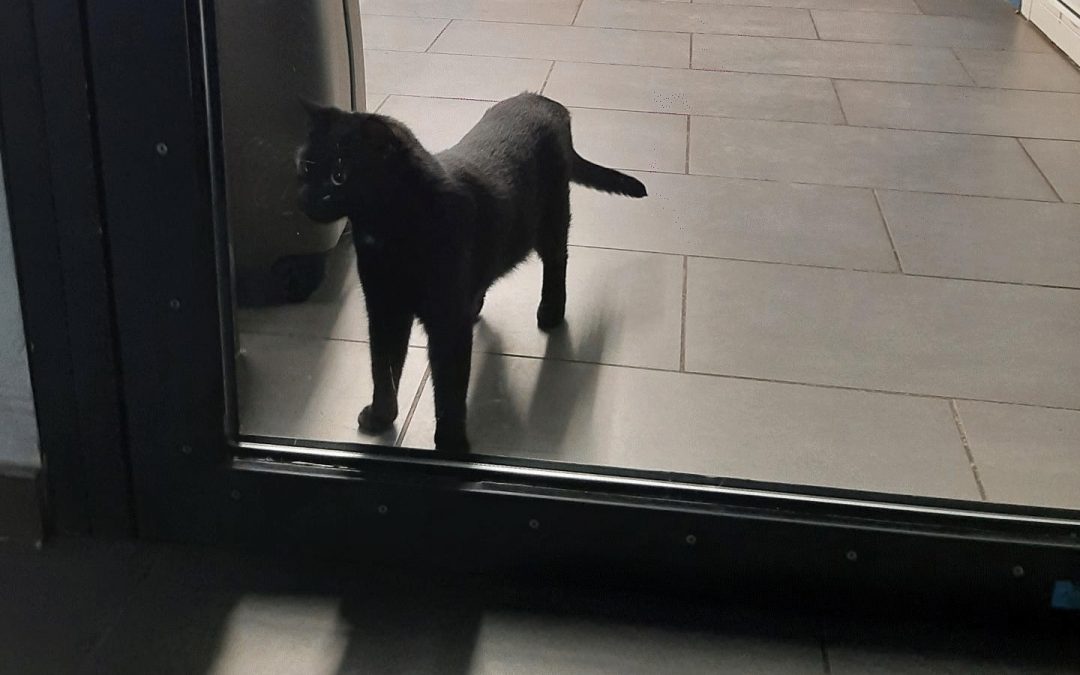 Tierischer Polizeieinsatz am Münchner Hauptbahnhof: Katze bekommt Freilauf