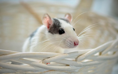 TU München: Wie KI von Mäusen lernen kann