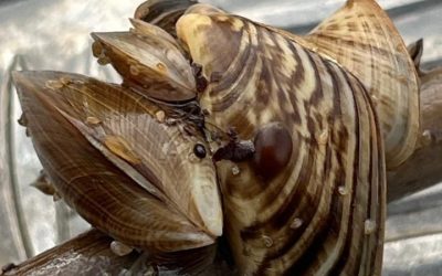 Fischerei in Oberbayern: Quagga-Muscheln im Chiemsee gesichtet