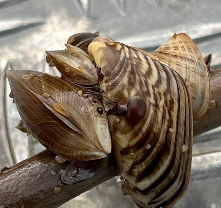 Fischerei in Oberbayern: Quagga-Muscheln im Chiemsee gesichtet