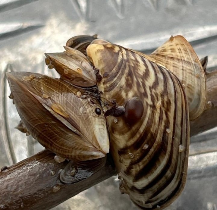 Quagga-Muschel_Bezirk Oberbayern Die im Schwarzmeerraum beheimatete "Quagga-Muschel" ist Ende vergangenen Jahres auch im Chiemsee gesichtet worden. Foto: Bezirk Oberbayern