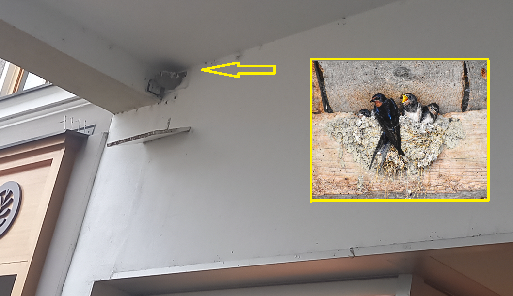 Rosenheimer Rauchschwalben: Nur noch 8 Brutpaare rund um den Max-Josefs-Platz